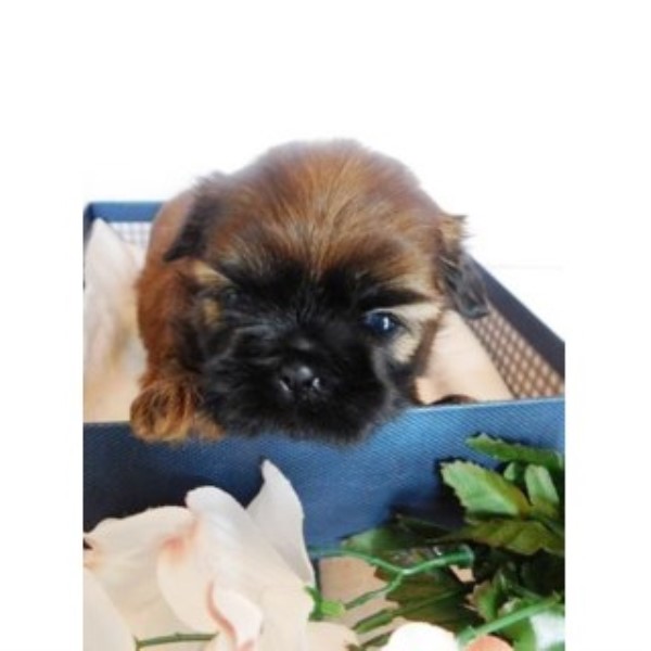 Purebred Shih Tzu Puppies From Registered Parents