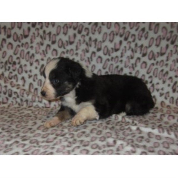 Australian Shepherd Dog puppy for sale + 44977
