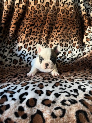 French Bulldog puppy for sale + 64284