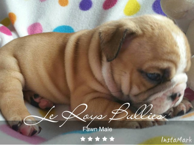English Bulldog puppy for sale + 46934