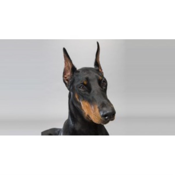 AKC Doberman Puppies For Sale (expected 8/2016)