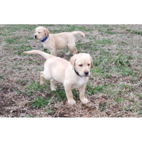 Labrador Retriever puppy for sale + 44231