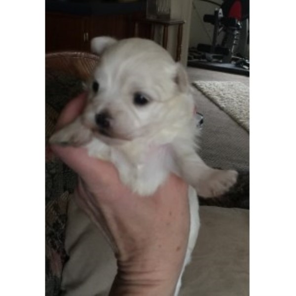 Beautiful Small A.k.c. Purebred Maltese Puppies For Sale