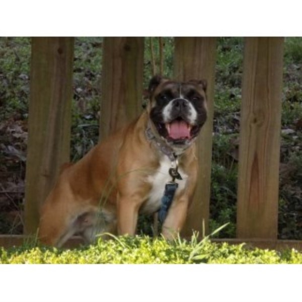 English Bulldog puppy for sale + 45757