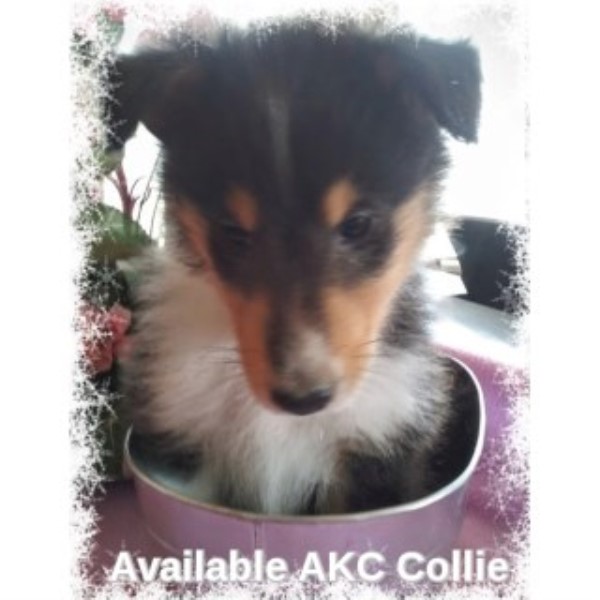 AKC Collie Puppy 1 Sable Merle 3 Tri Colored All Male