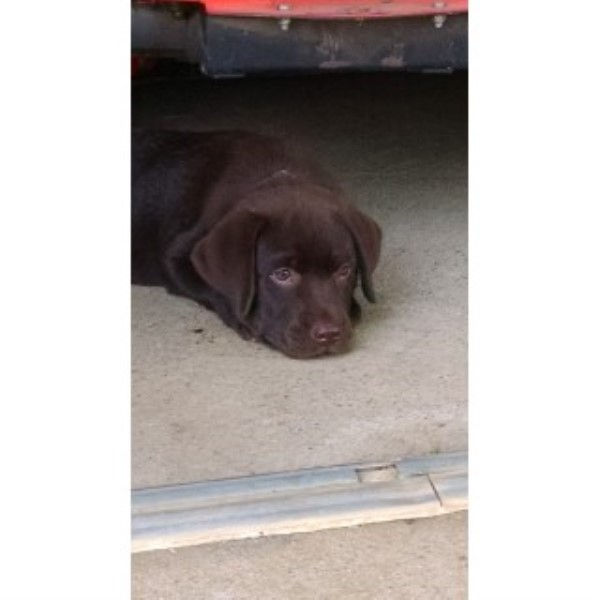 Labrador Retriever puppy for sale + 46522