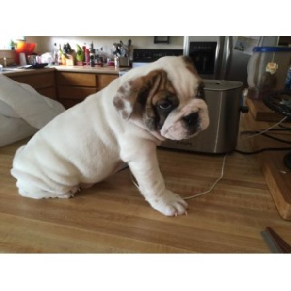 English Bulldog puppy for sale + 46544