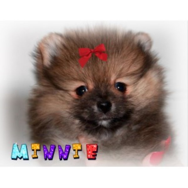 Pomeranian puppy for sale + 46793