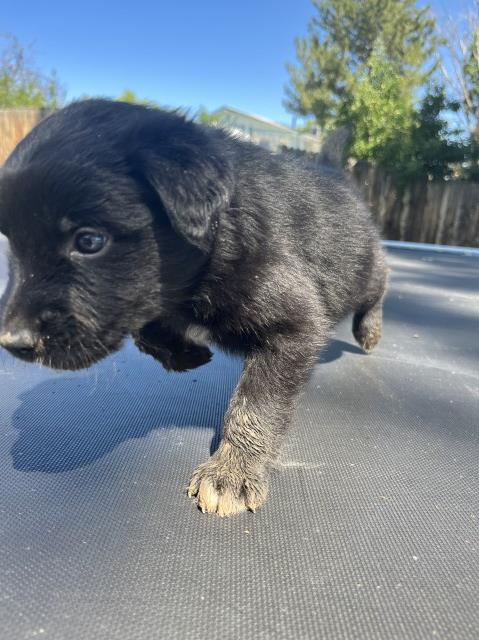 mixed puppies for sale