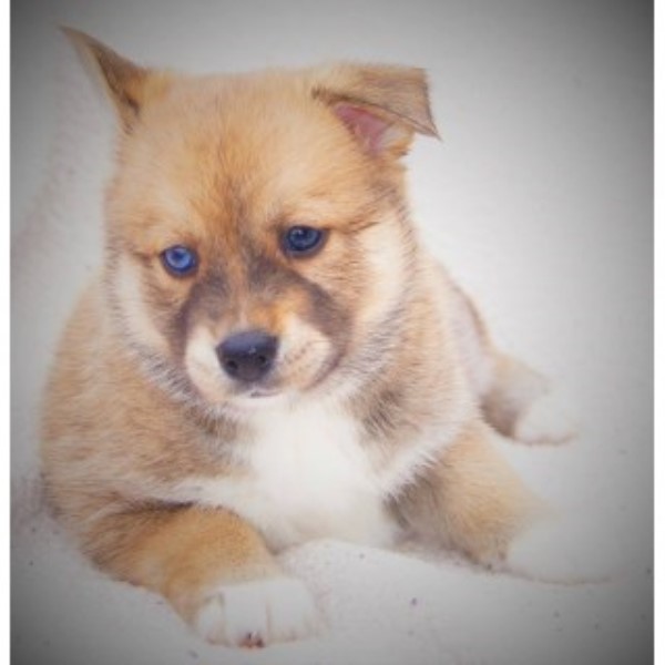 Pomsky Puppies Available To Go To Their Furever Home April 30th