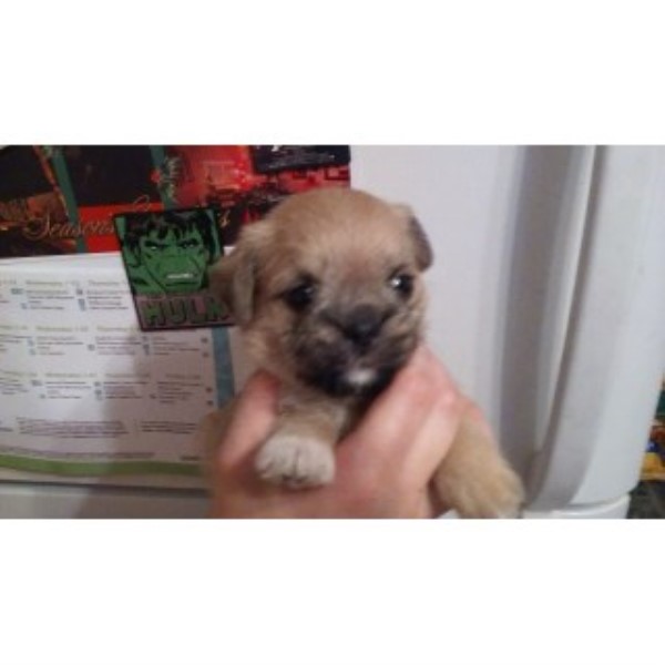 Pug-hasas Litter Coming Of Age To Go To Forever Homes!