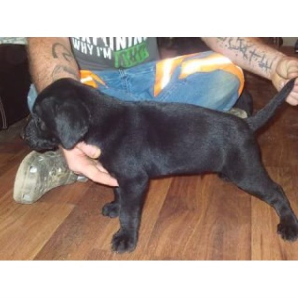 Labrador Retriever puppy for sale + 46505