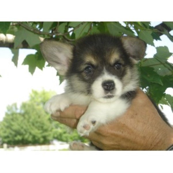Pembroke Welsh Corgi puppy for sale + 44714
