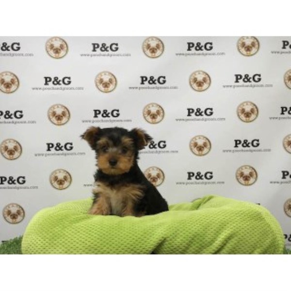 Yorkshire Terrier - Cricket - Male
