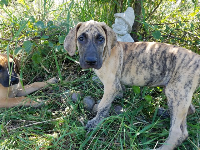 Fawn & Brindle AKC part euro Great Dane male puppies