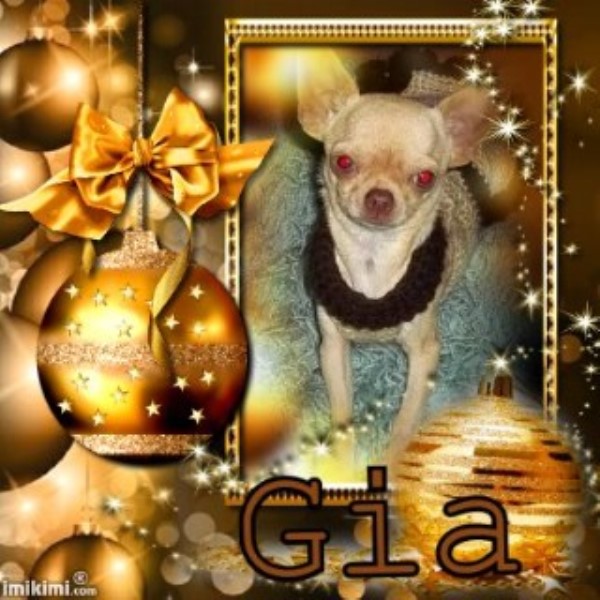 Gia Beautiful Apple Head Chihuahua Female