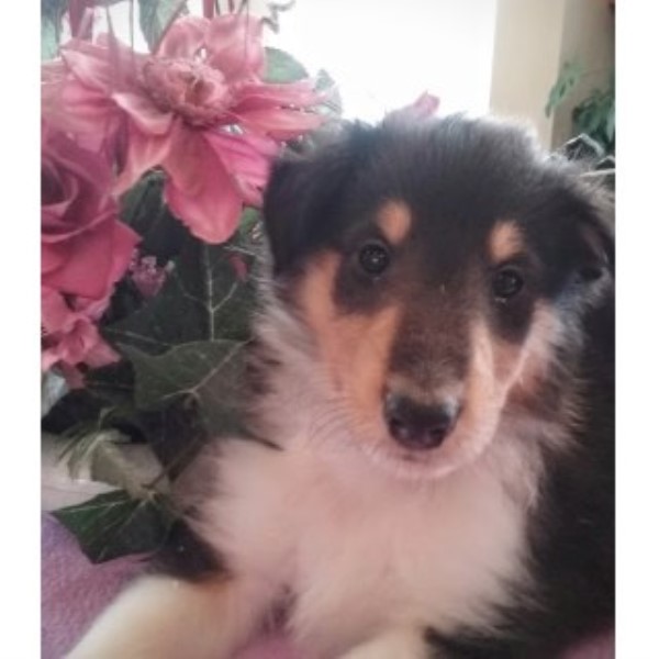 Collie puppy for sale + 44965