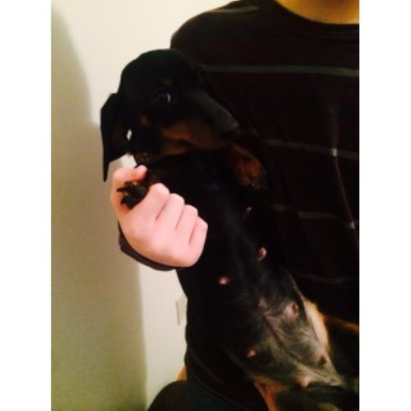 Miniature Dachshunds For Sale Long/short Hair Black & Tan Or Amber (red)