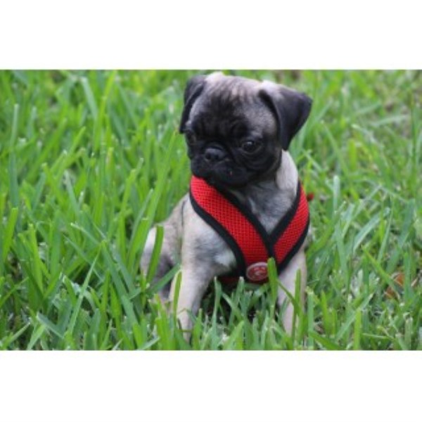 Pug puppy for sale + 46090