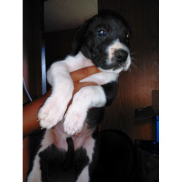 Great Dane puppy for sale + 46210