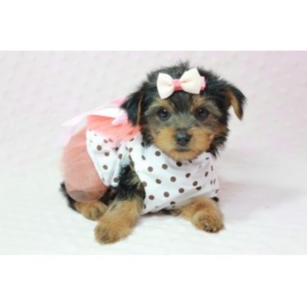 Adorable Teacup Yorkies Available Now!
