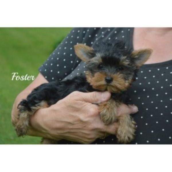 Yorkshire Terrier puppy for sale + 46389