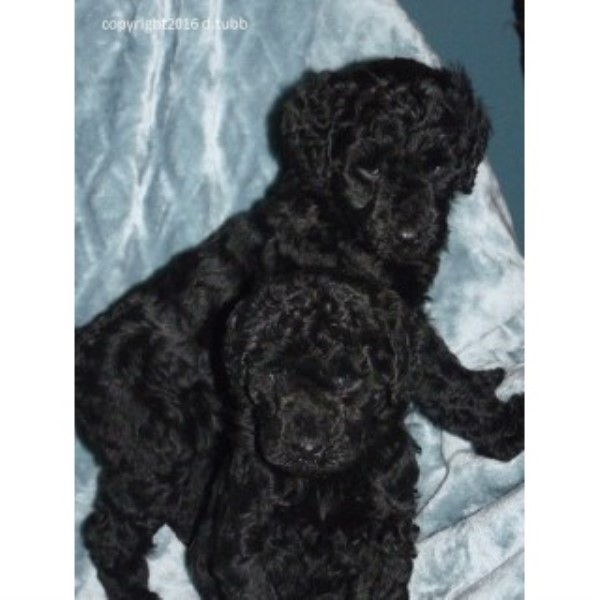 Poodle Standard puppy for sale + 45585