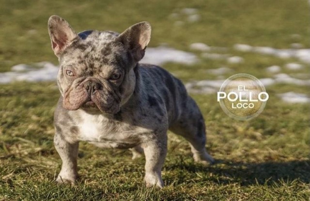 French Bulldog puppy for sale + 62482
