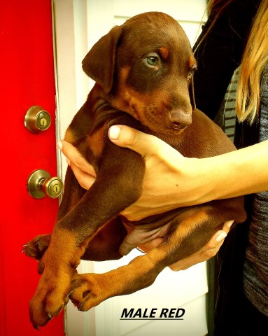 FOR THE VIP BEAUTIFUL DOBERMAN PUPS FAWN AND RED AKC
