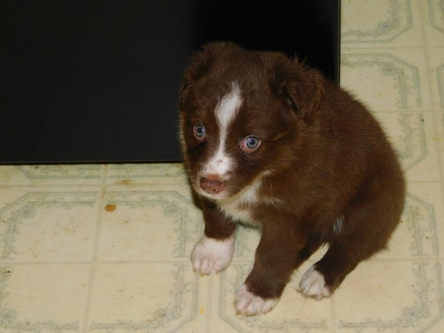Miniature Australian Shepherd puppy for sale + 47101
