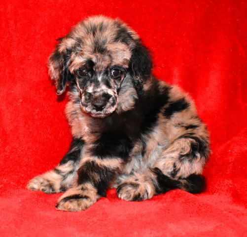 Poodle Standard puppy for sale + 63547