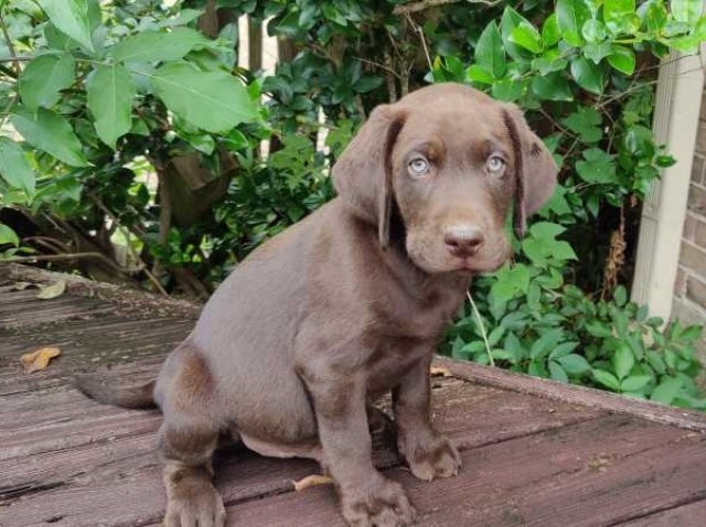 Labrador Retriever puppy for sale + 63432