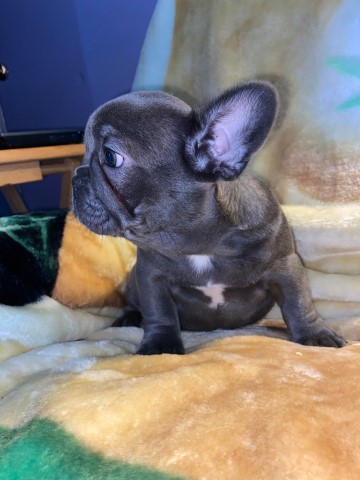 French Bulldog puppy for sale + 63865