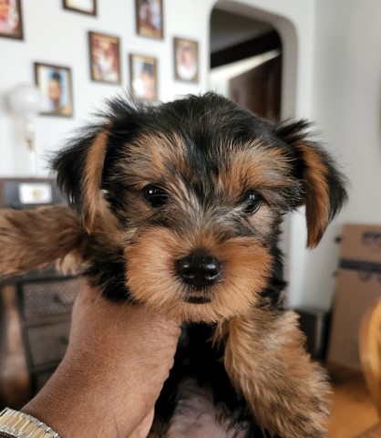 Yorkshire Terrier Puppies  for sale