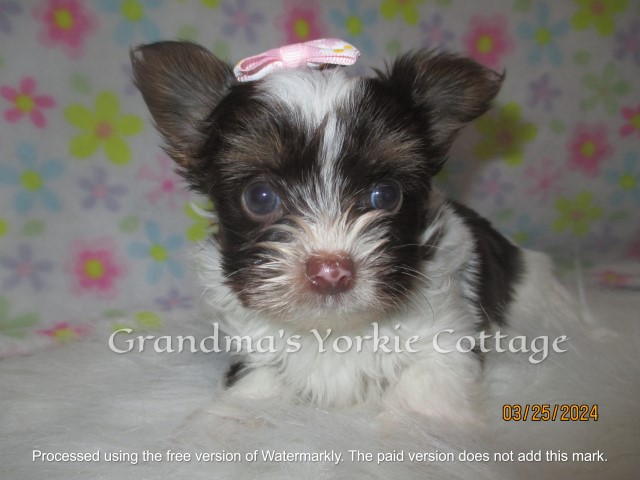 Yorkshire Terrier puppy for sale + 65815