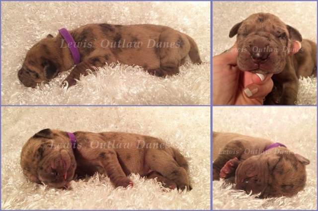 Great Dane puppy for sale + 46986