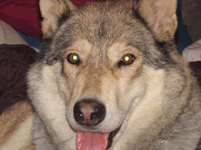 Alaskan Malamute puppy for sale + 65125