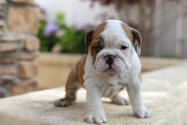 Very sweet and lovable female English Bulldog for Adoption.