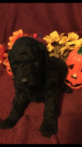 Goldendoodle puppy for sale + 61227