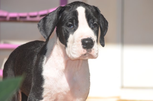 AKC GREAT DANE MANTLE PUPPIES~READY FOR LOVING FOREVER HOMES!