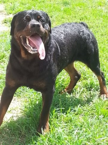 Rottweiler puppy for sale + 46952