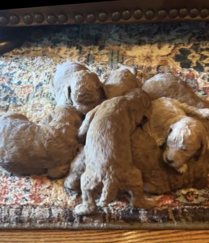 AKC Small Standard Poodle Puppies (Dobson, NC)