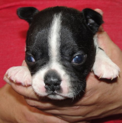 Black and White boston terrier pups ready to go home anywhere from June 14- Middle of July.