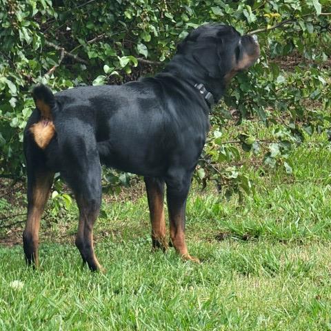 3yr old Rottweiler Stud for sale/rescue