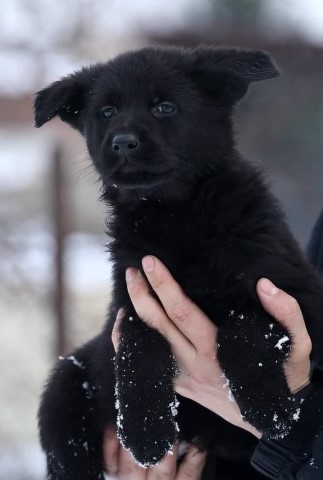 German Shepherd Dog puppy for sale + 62933