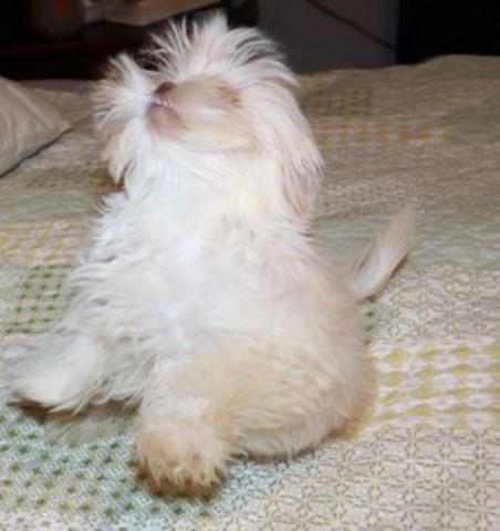 Mi Ki puppy for sale + 65326