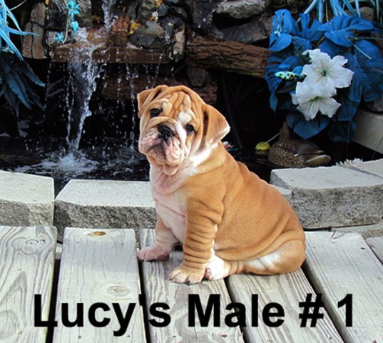 English Bulldog puppy for sale + 46944