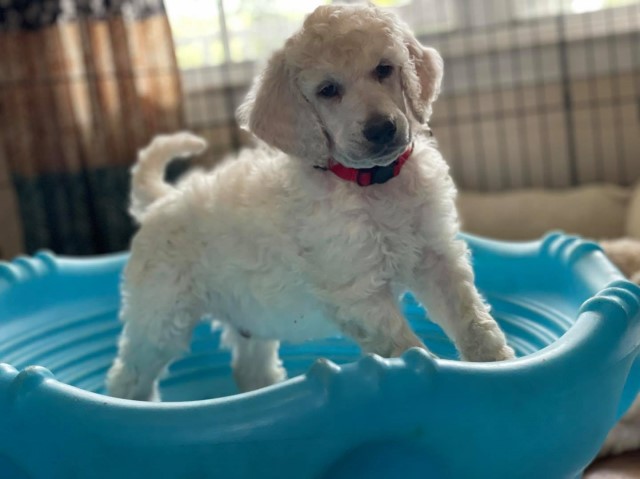 Poodle Standard puppy for sale + 62325