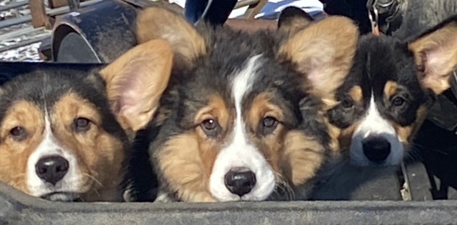 Pembroke Welsh Corgi puppy for sale + 64640