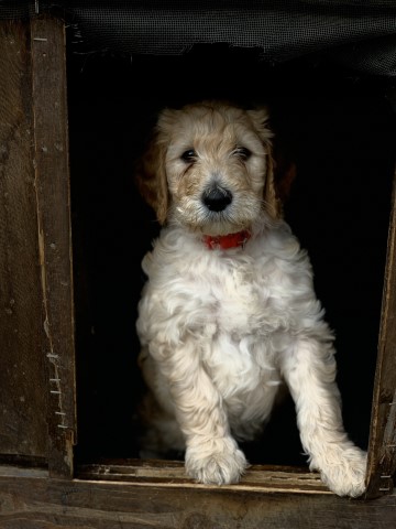 Goldendoodle puppy for sale + 63314